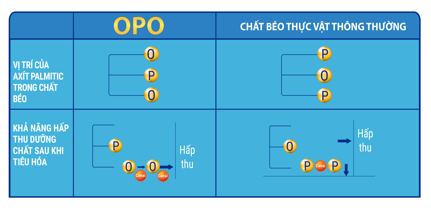 mô hình chất béo opo